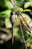 Anax parthenope